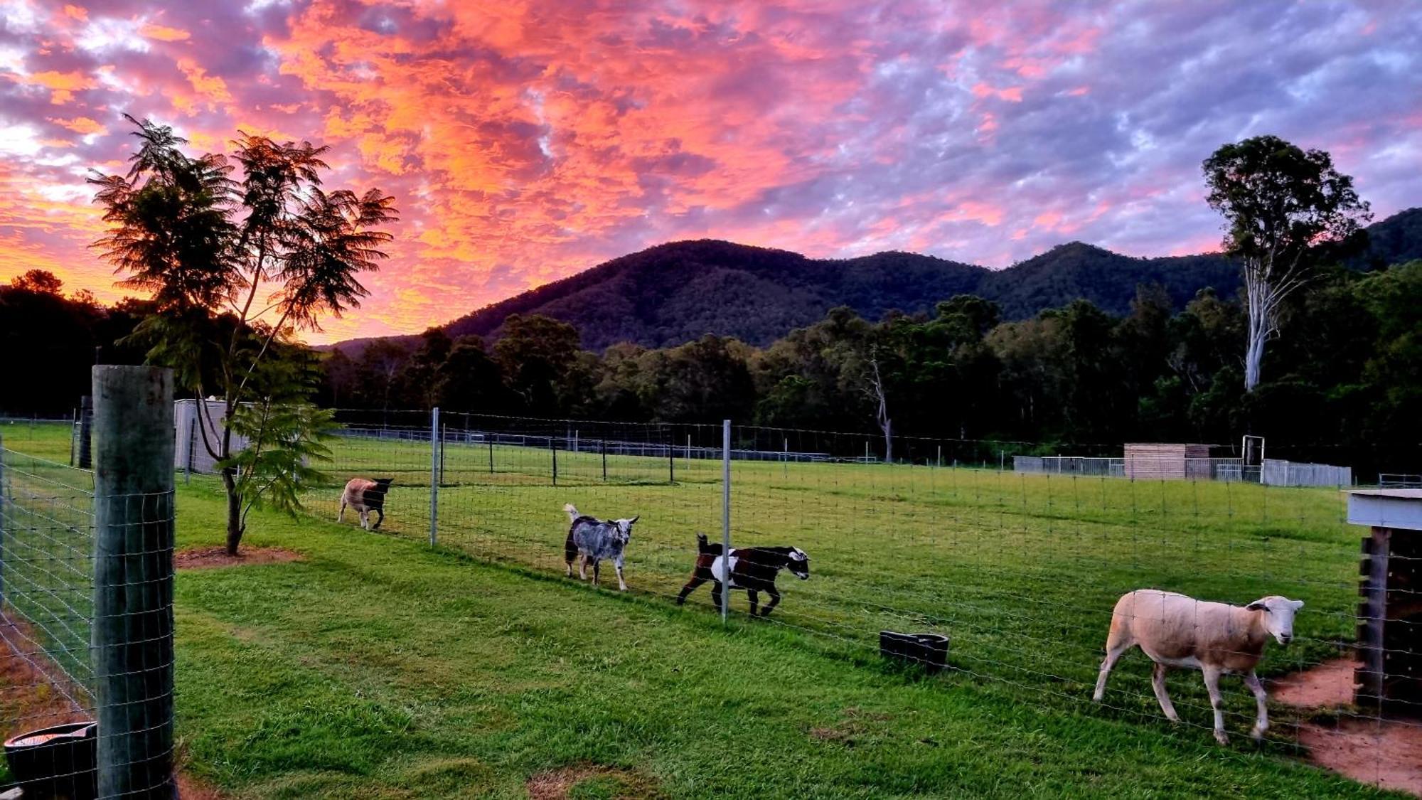 Fig Tree Farm B&B Highvale-Farmstay Near Brisbane! Dış mekan fotoğraf