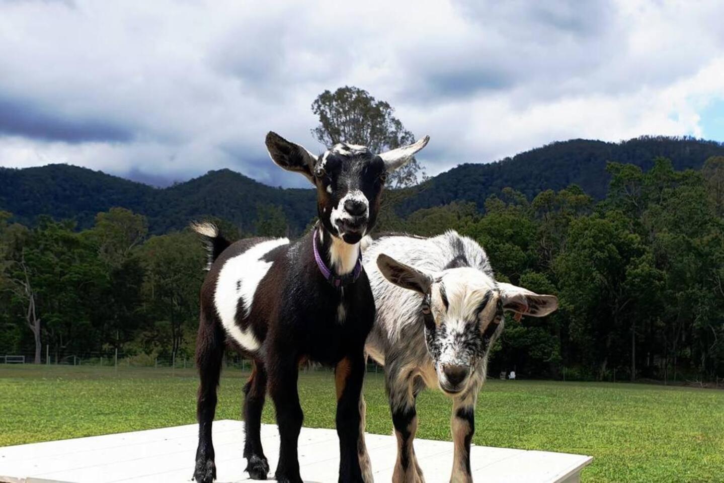 Fig Tree Farm B&B Highvale-Farmstay Near Brisbane! Dış mekan fotoğraf