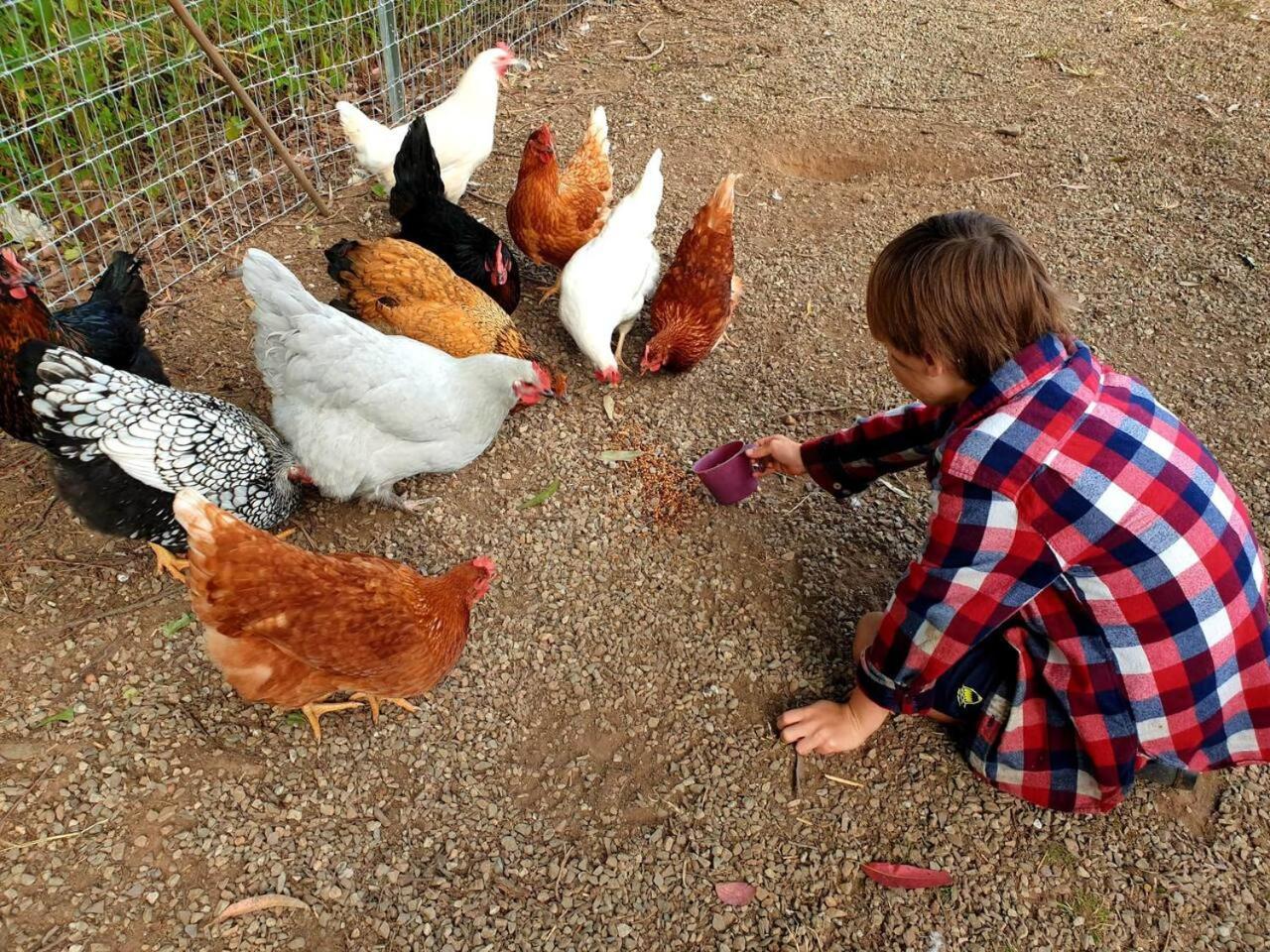 Fig Tree Farm B&B Highvale-Farmstay Near Brisbane! Dış mekan fotoğraf