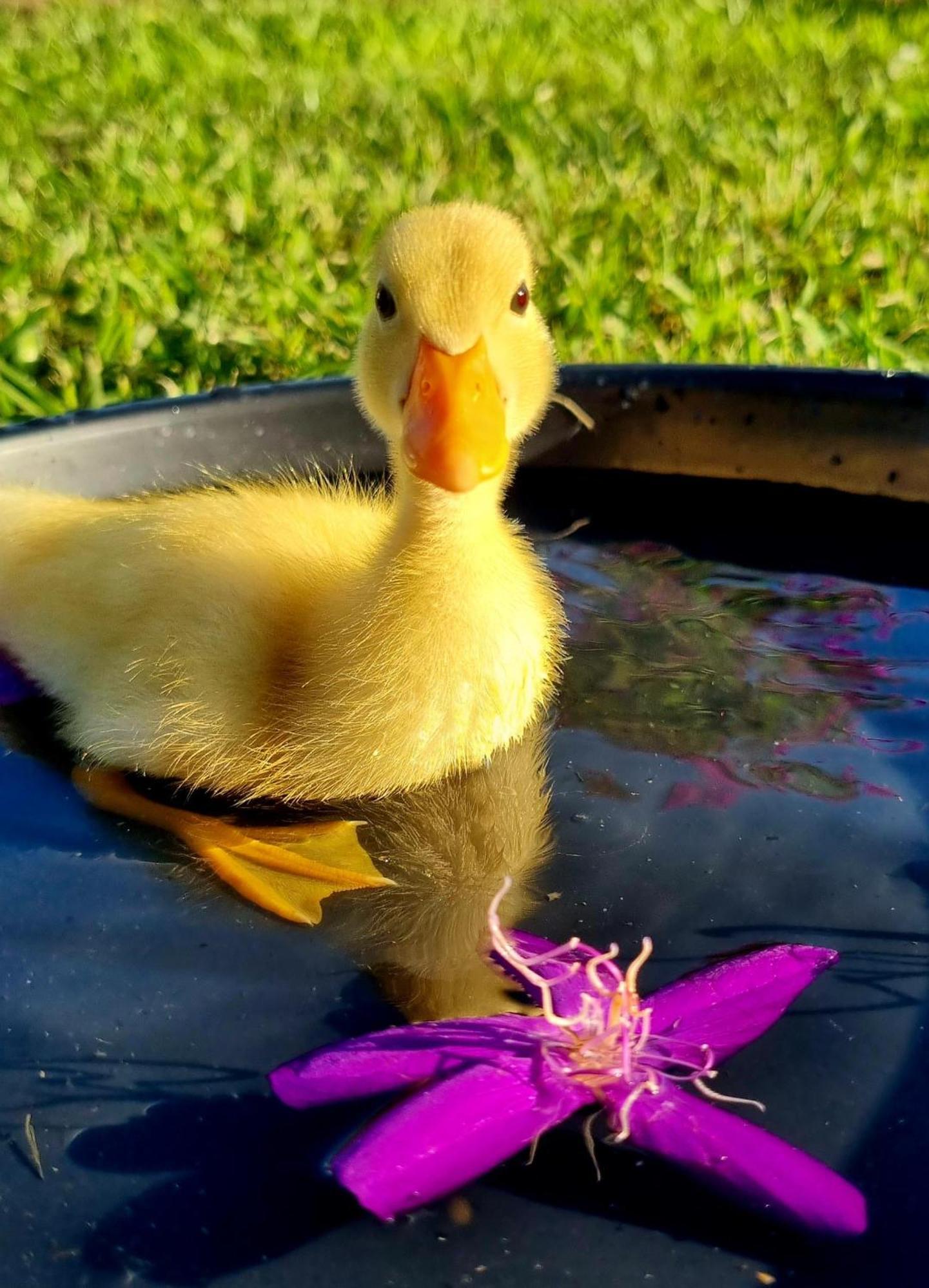 Fig Tree Farm B&B Highvale-Farmstay Near Brisbane! Dış mekan fotoğraf