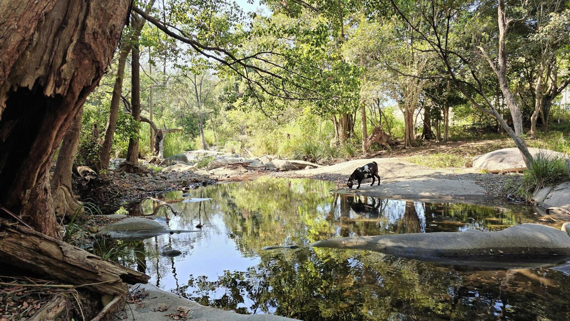 Fig Tree Farm B&B Highvale-Farmstay Near Brisbane! Dış mekan fotoğraf